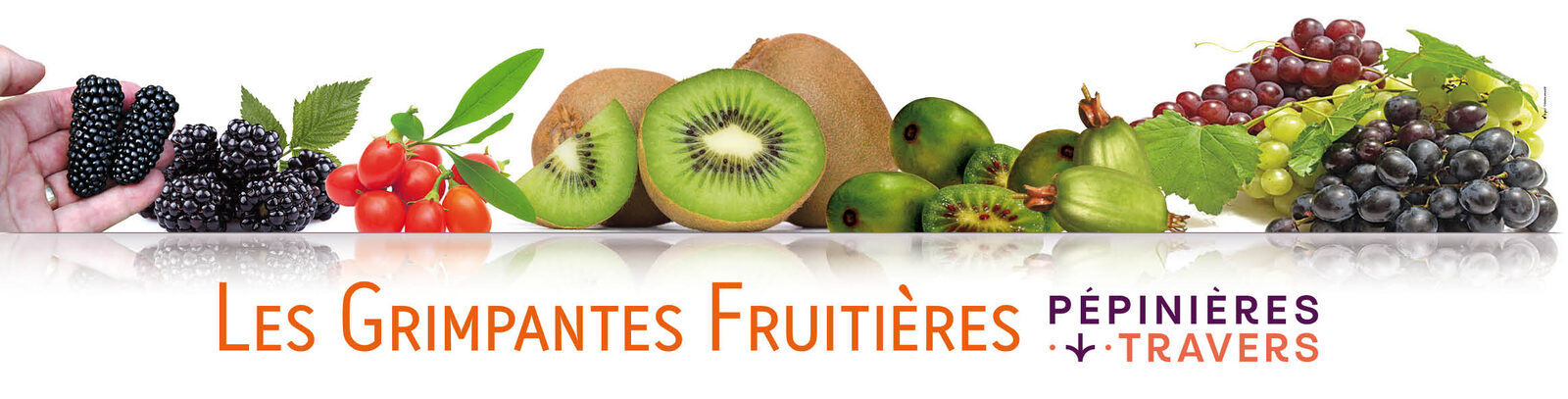 Signalétique Les Grimpantes Fruitières