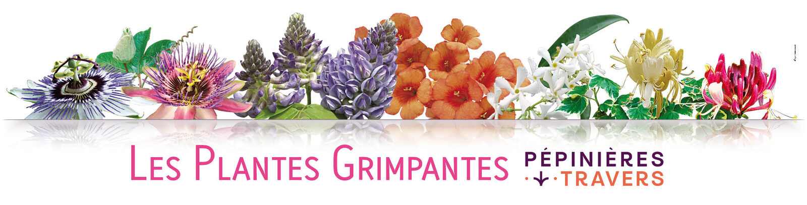 Signalétique Les Plantes Grimpantes